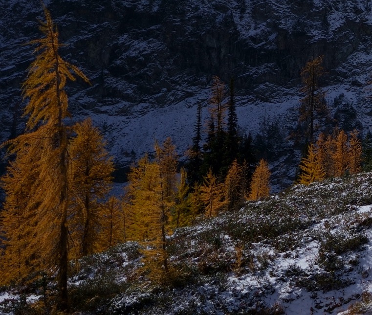 Photo of larches, a dirty orange color pined tree